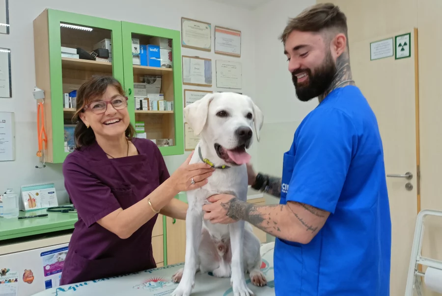 Vacunas para perros y gatos