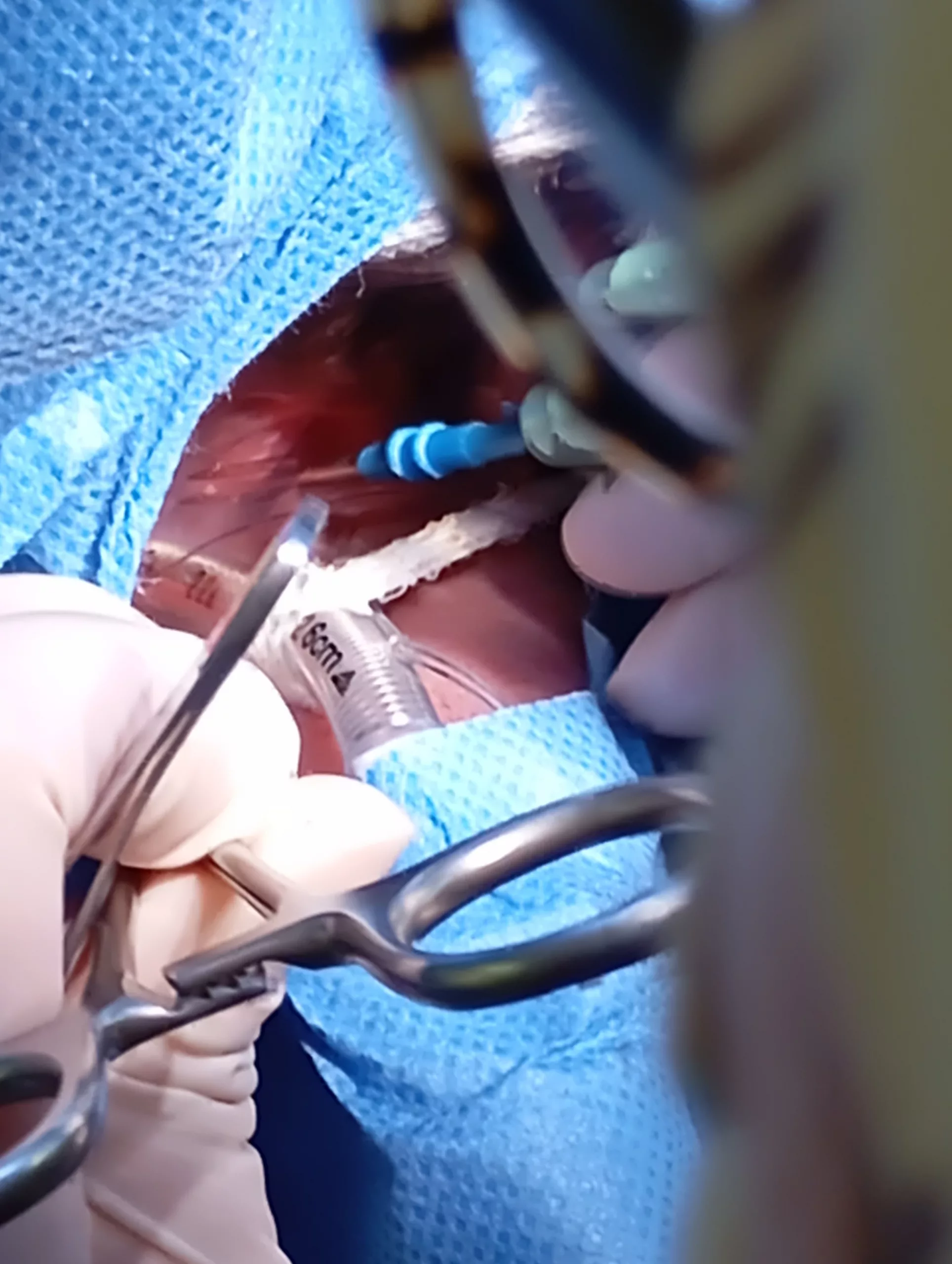 Síndrome Braquiocefálico Clot Veterinaria