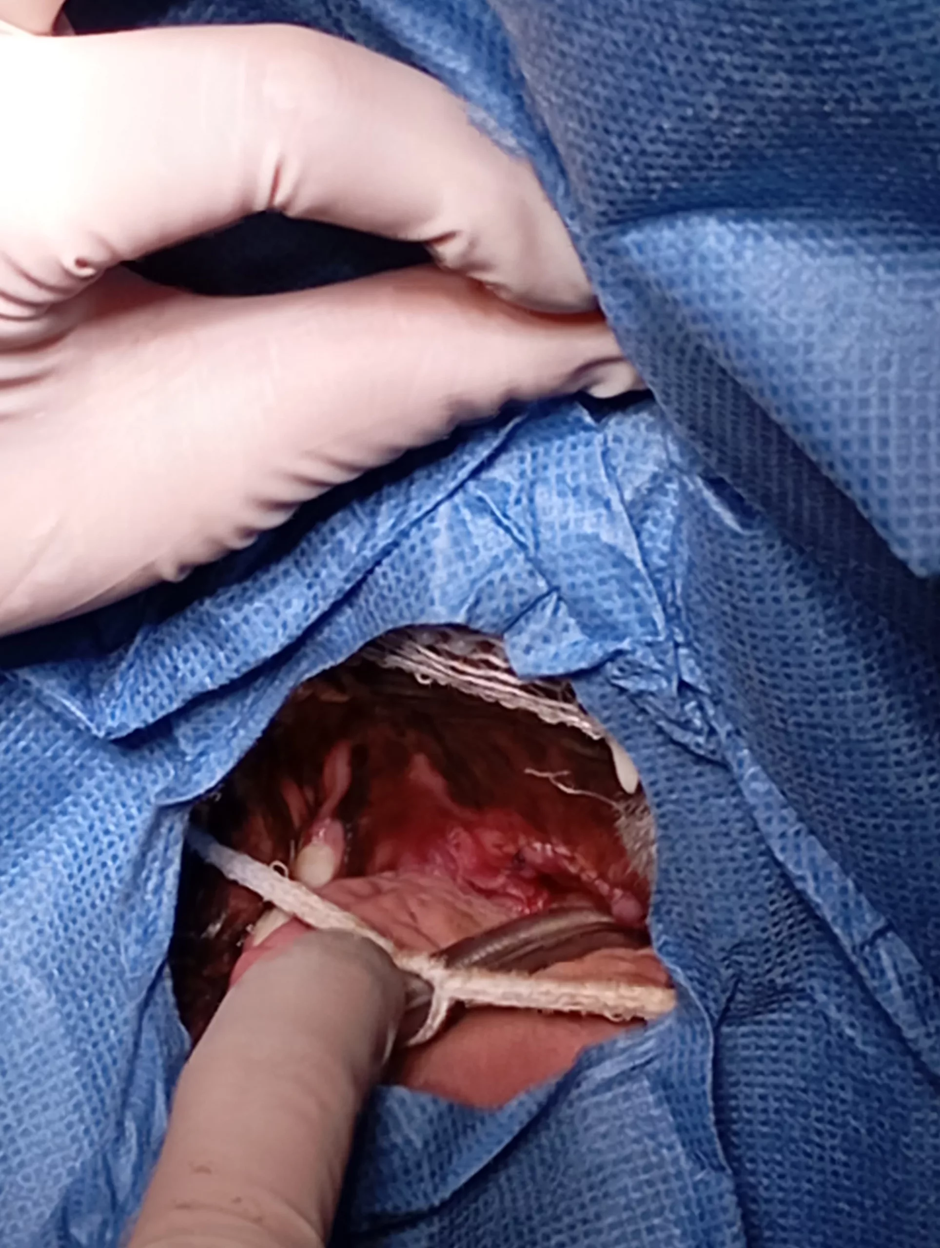 Síndrome Braquiocefálico Clot Veterinaria