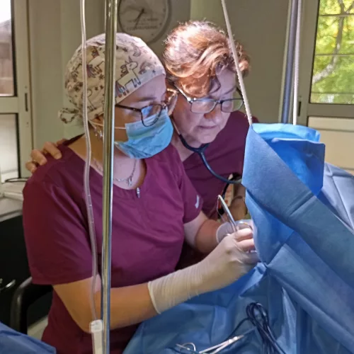 Síndrome Braquiocefálico Clot Veterinaria