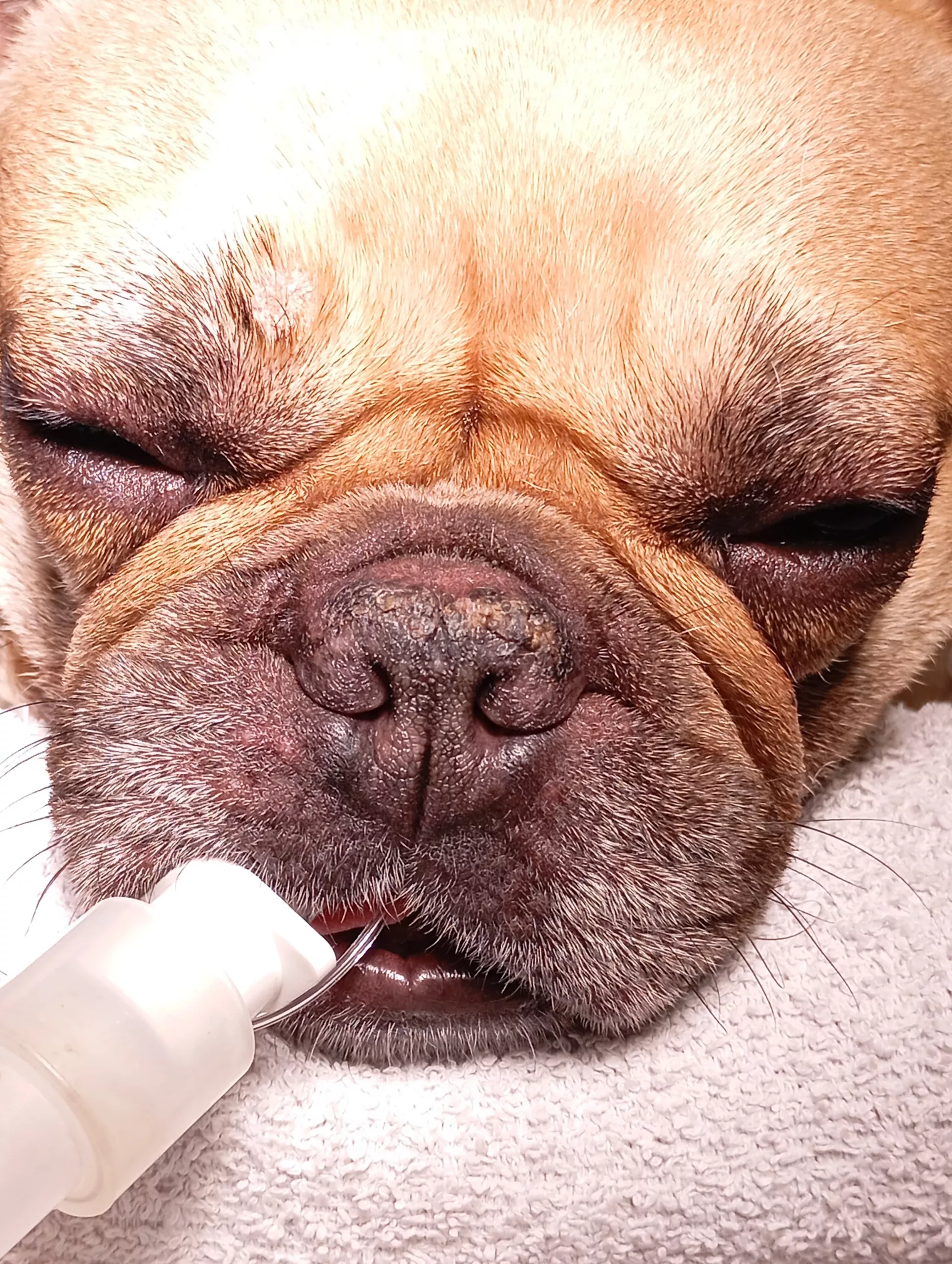 Síndrome Braquiocefálico Clot Veterinaria